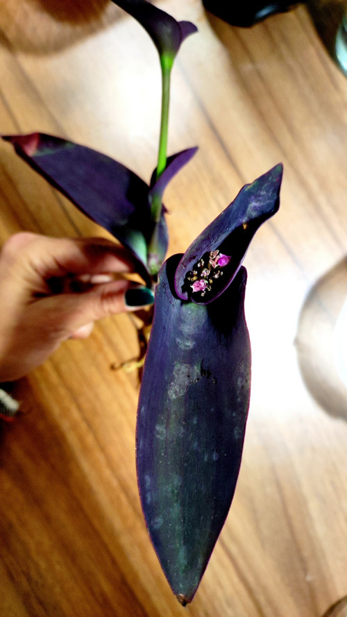 Zakořeněný řízek rostliny lila dark TRADESCANTIA