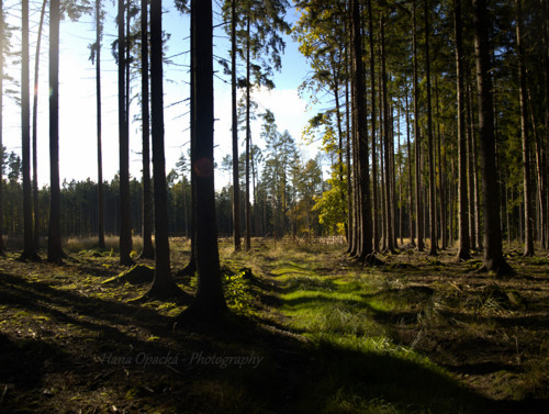 Krkonošský les ve slunci
