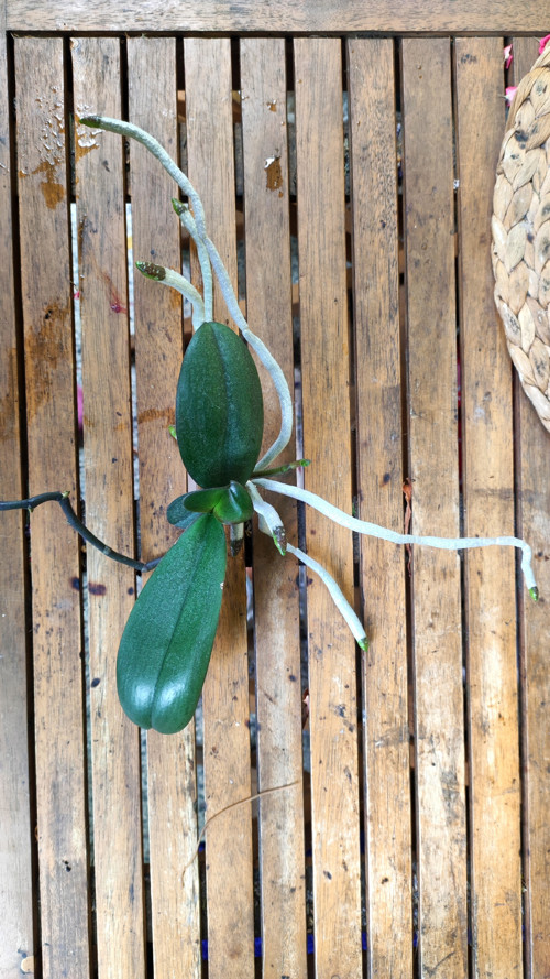 BABY ROSTLINA. zakořeněný výhon ORCHIDEJ oranž