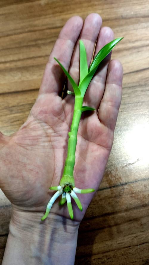 BABY ROSTLINA. zakořeněný výhon ORCHIDEJ bílá