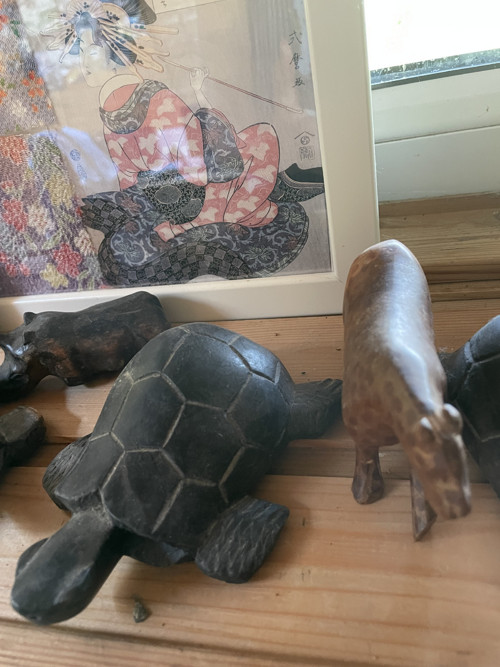 Afrika dřevěná želva — foto 1