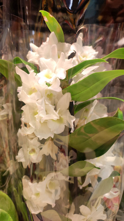 ORCHIDEJ ROSTLINA. bíle bohatě kvetoucí.trs