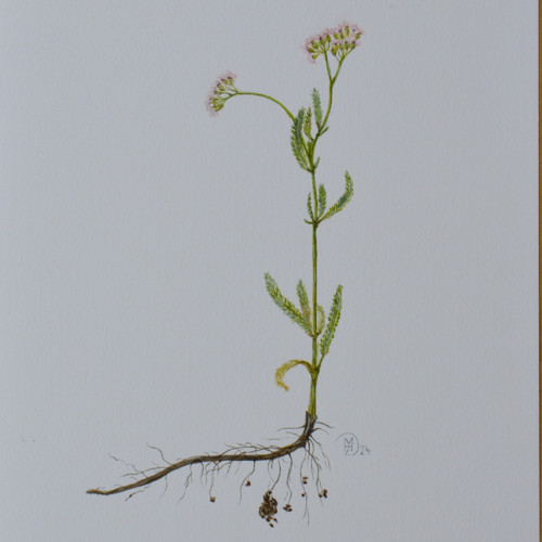 Originál, akvarel - řebříček - 27,5 x 20cm