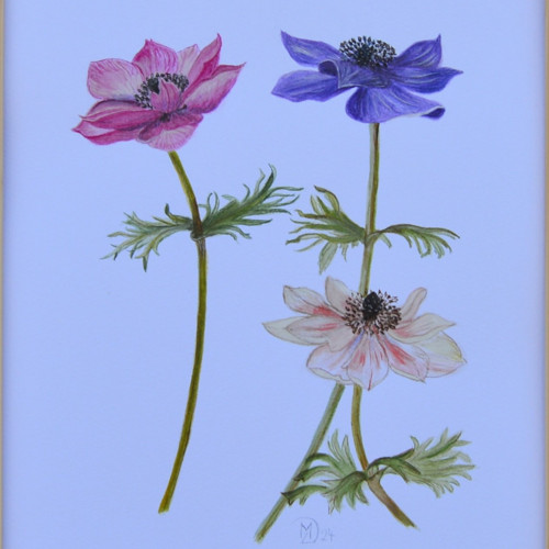 Originál, akvarel - anemonky- 29,5 x 21cm