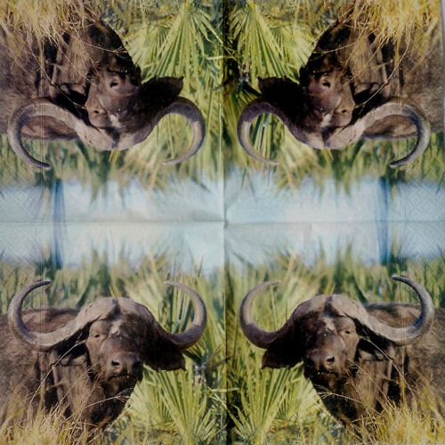 Buvol africký