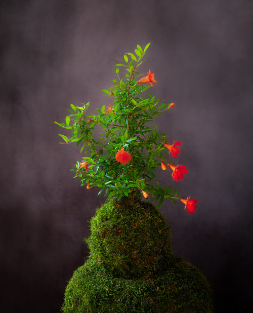 Granátovník / kokedama