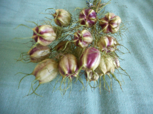 Černucha