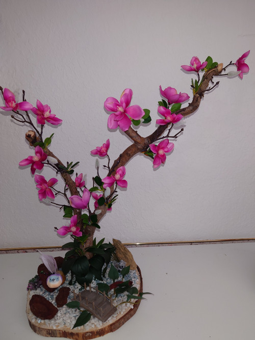 Magnolie tmavě růžová - strom