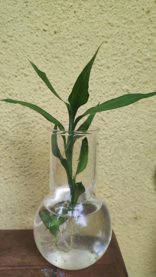 BAMBOO rostlina trs zakořeněný 30 cm bambus