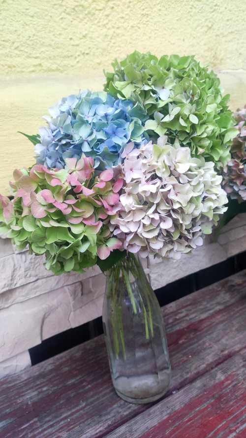 Živá kytice z Hortenzií 3 koule 20 cm
