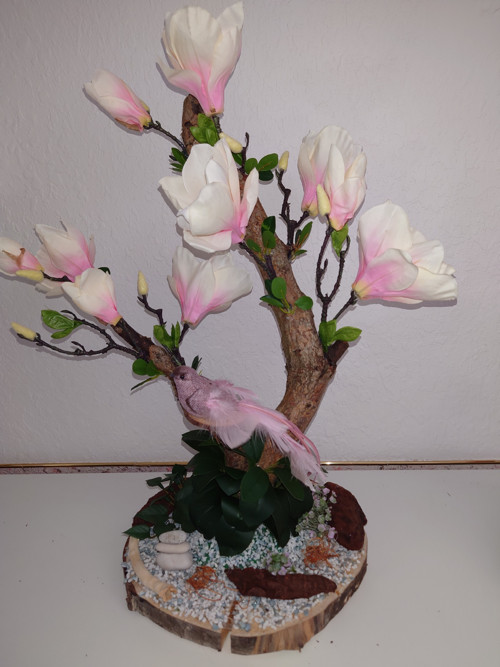 Magnolie velká světle růžová - strom