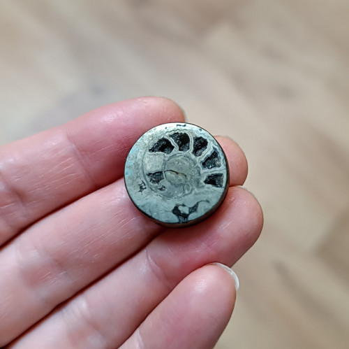 Pyritový Amonit, ID 4101, průměr 20 mm