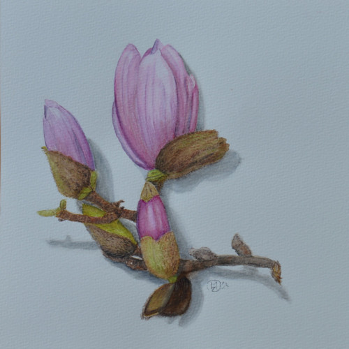 Originál, akvarel - Magnolia - 21 x 21 cm