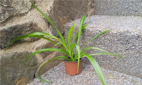 Nenáročný Zelenec chocholatý (Chlorophytum)