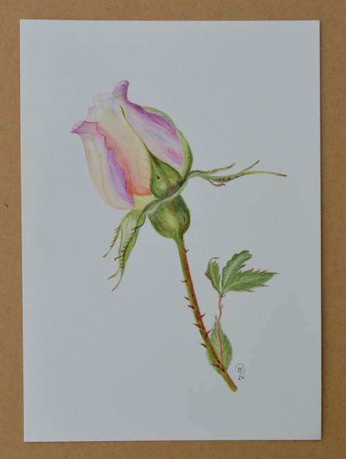Originál, akvarel - barevná růžička - 24 x 18 cm
