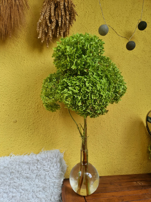 5 hlav sušených zelených květů Hortenzie 50 cm