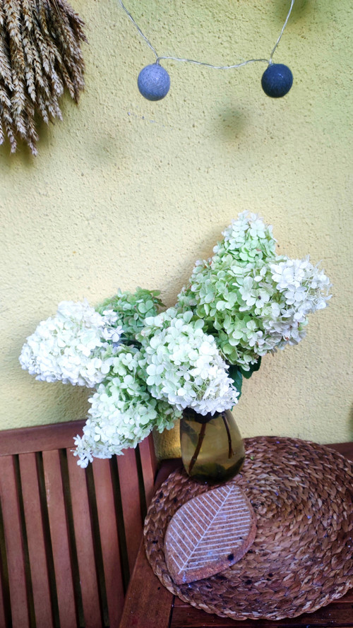 Elegantní bílá Hortenzie latnatá 1 květenství