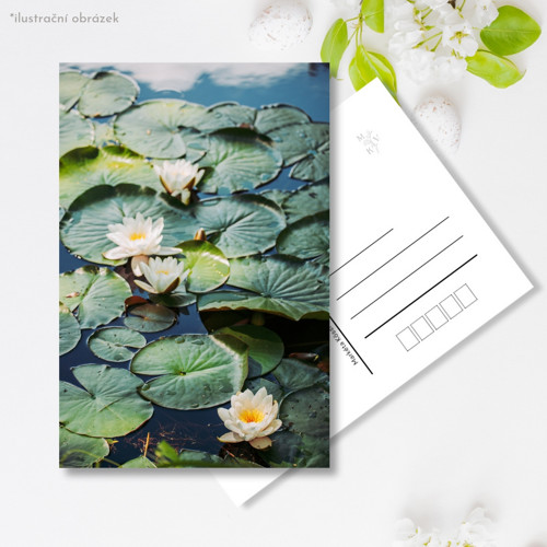 Pohlednice: Nymphaea — foto 1