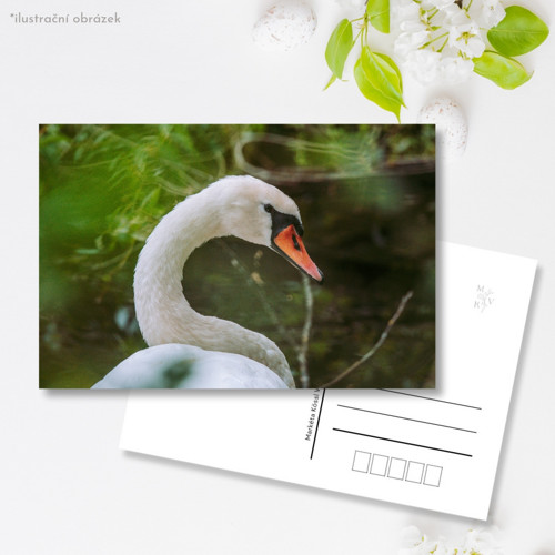 Pohlednice: Cygnus olor — foto 1