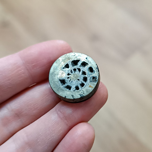 Pyritový Amonit, ID 4144, průměr 22 mm