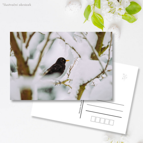 Pohlednice: Turdus merula v zimě