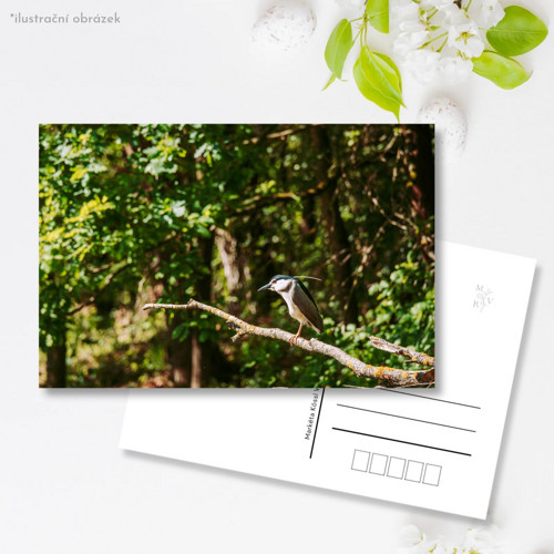 Pohlednice: Nycticorax nycticorax — foto 1