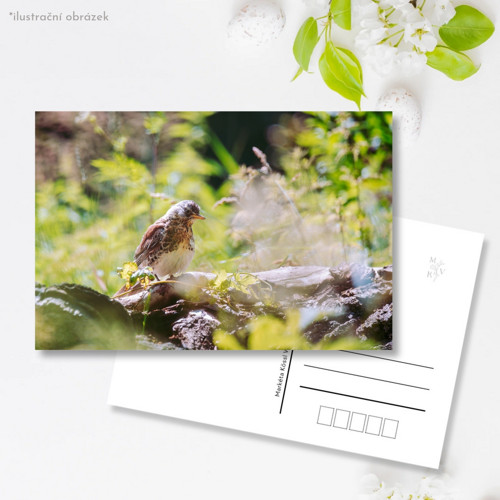 Pohlednice: Turdus pilaris
