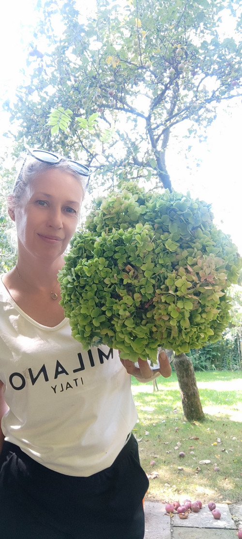 Pugét Hortenzie bluegreen 20 květenství