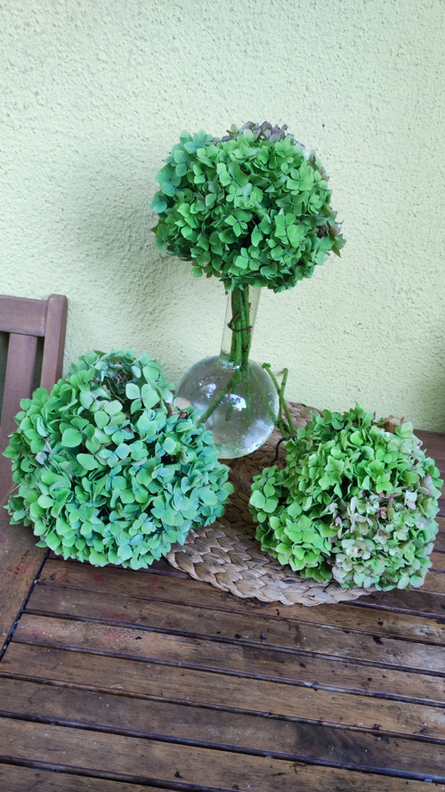 Pugét Hortenzie bluegreen květenství sušený
