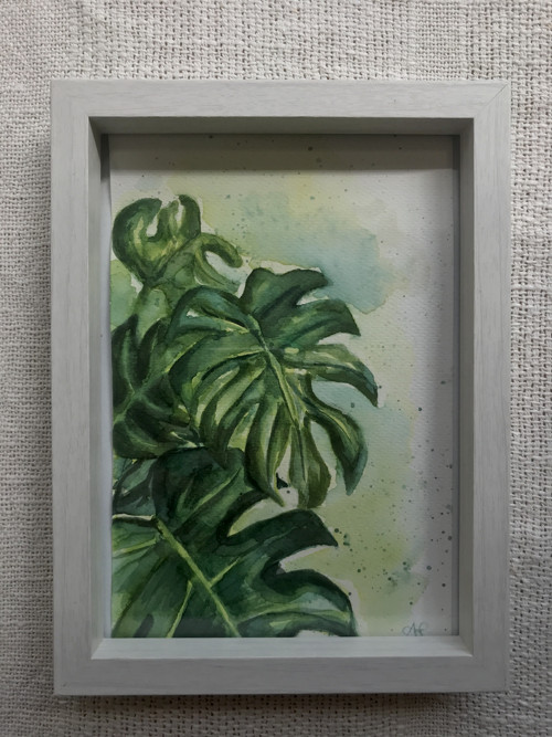 Monstera / akvarel