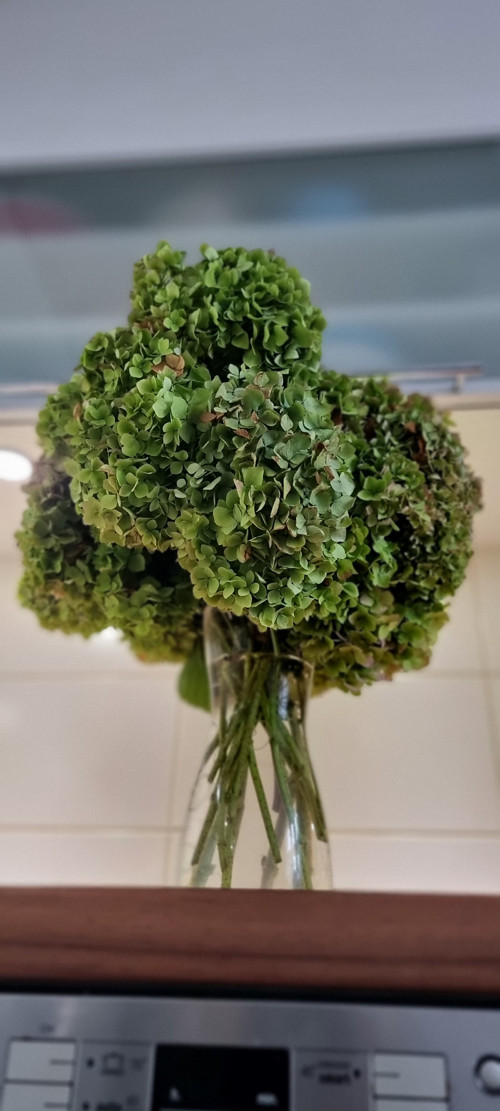 6 velikých hlav sušených květů Hortenzie 40 cm dl.