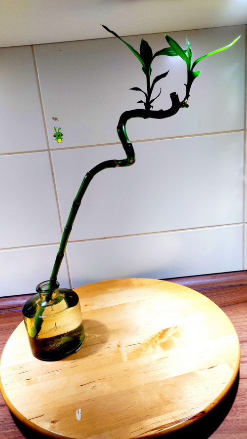 Milenci. Bamboo kroucený v láhvovém skle . Váze