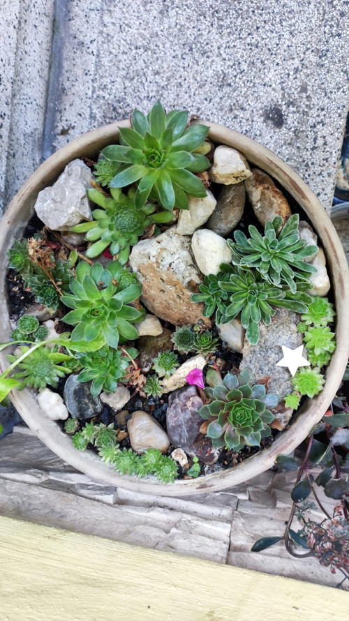 Kera Mísa Netřesková 30 cm bezúdržbová MIx druhů