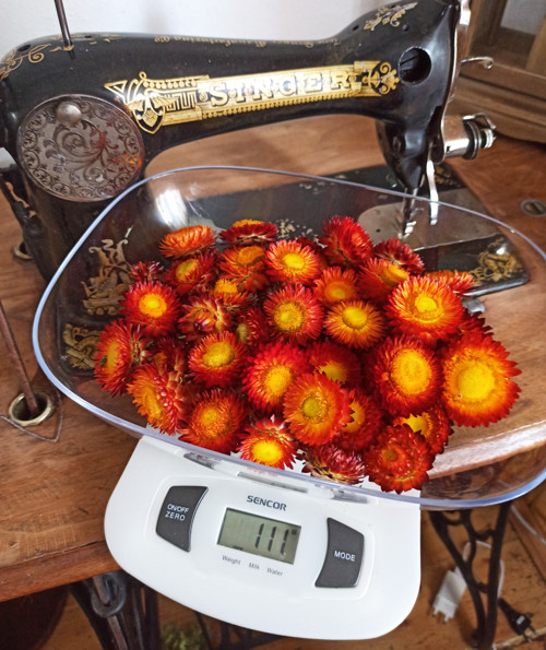 Sušené slaměnky - hlavičky — foto 1