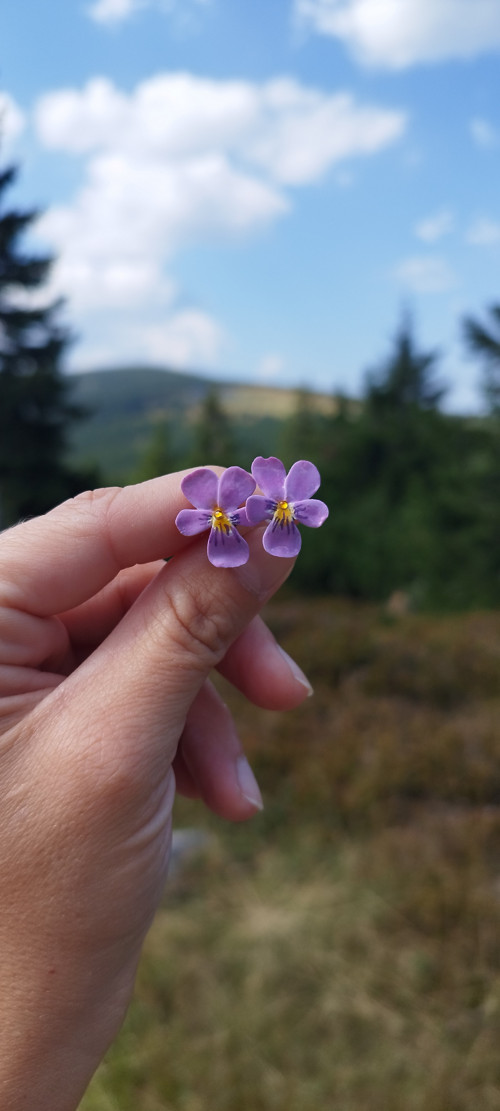 Violka — foto 1