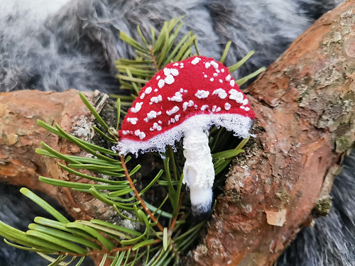 Muchomůrka červená_12 — foto 1