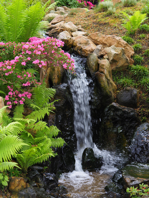 Botanica