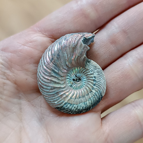Pyritový Amonit, ID 4250, 35x30 mm