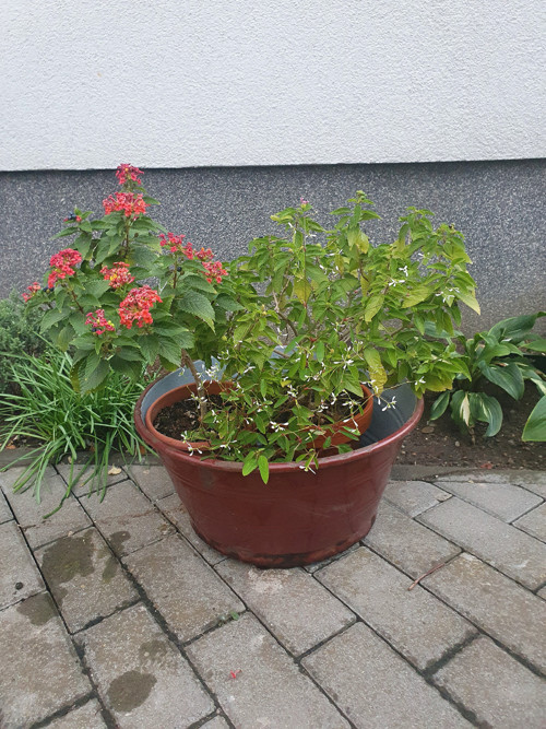 Lantana v hnědém kabátě — foto 1