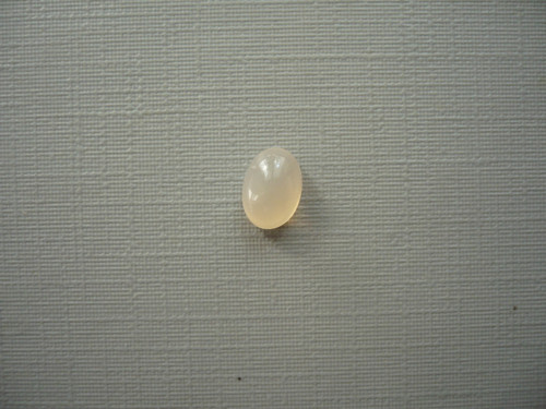 Kabošon měs. kámen broskvový 7 mm, č.100Gf