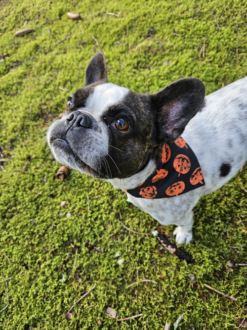 Halloweenský šáteček