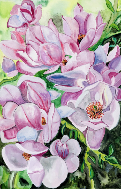 Magnolie