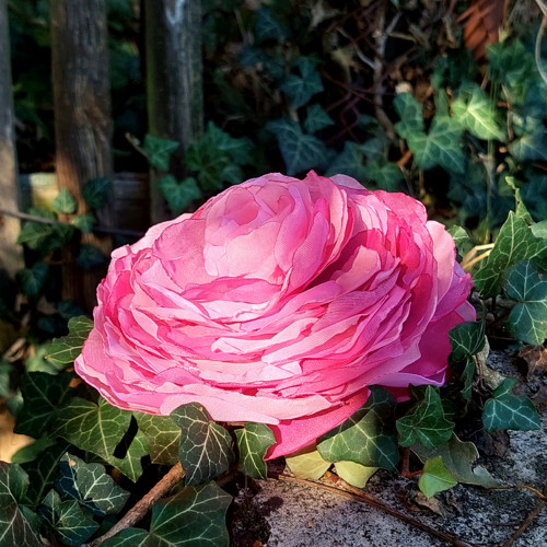 Rosé1 průměr 12 cm — foto 1