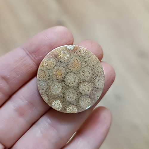 Zkamenělý korál, ID 4304, průměr 30 mm