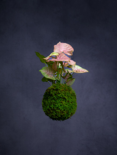 Syngonium Red Heart / kokedama