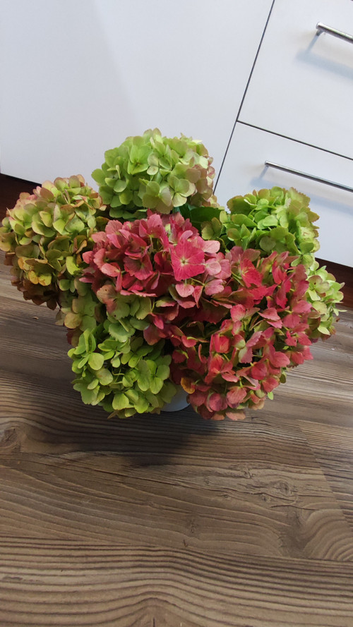 Pugét Hortenzií vinovogreen 3x