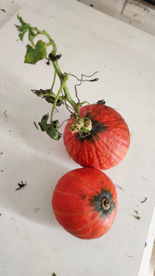 Okrasná DÝNĚ k vyřezávání a dekoraci 10 až 12 cm