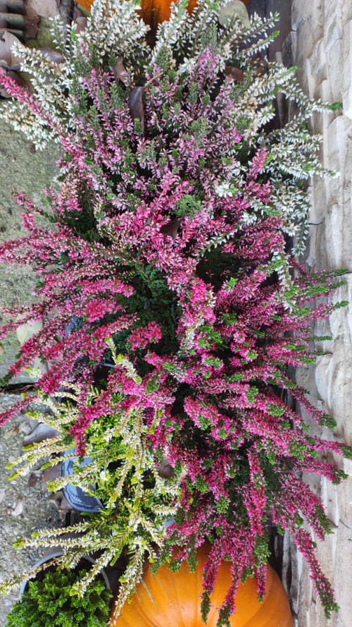 Pink Vřes bohatý trs