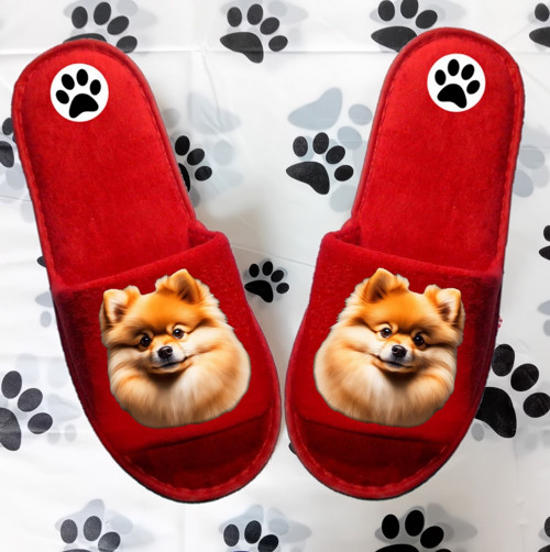 Špic Pomeranian Bačkůrky- Pantofle — foto 1