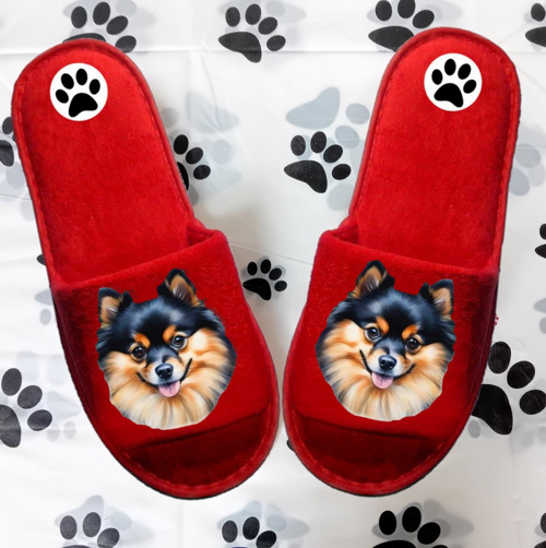 Špic Pomeranian Bačkůrky- Pantofle — foto 1